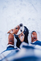 beautiful jack russell dog wearing coat standing by owner legs on snowy landscape during winter, hiking and adventure with pets concept. Top view