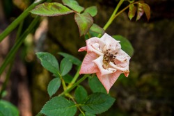 Almost dead and dry Pink Rose Flower grow naturally in home garden.