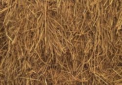 Closeup image of a pile of dried grass golden yellow hay straw for background, hay can a tightly joined bale of straw.