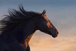 Black horse portrait in motion with long mane at sunset light