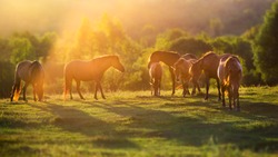 Horse herd in motion at sunset light on summer pasture