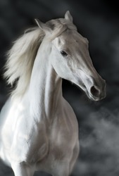 White horse portrait in motion isolated on black