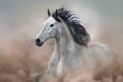 Grey horse in motion on desert dust