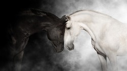 White and black horse close up portrait