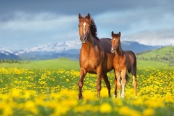 Mare with foal run in yelow flowers dandelion field against mountain view