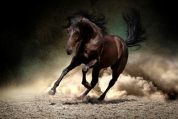 Black horse run gallop in dust desert