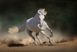 White andalusian horse in desert dust against dark background