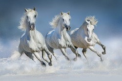 Group of beautiful arabian horses run gallop in snow winter field