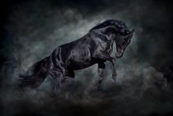 Black stallion in motion against dark  dust clubs