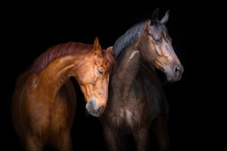 Two horse close up isolated on black background