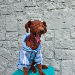 Dog yawning in blue jumper