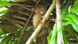 Pygmy tarsier primate wildlife nature