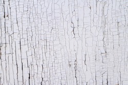 Textured wood surface covered with white, old, peeling paint and cracks. The rough finish is dirty, cracked and crumbling to a vintage look. The background and copy space.