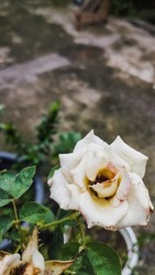white roses that are almost dead