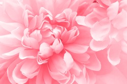 Beautiful flowers made with color filters in soft color and blur style for background