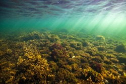 Underwater landscapes in the green waters of the Baltic Sea. 