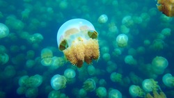 Nature Palau Ocean Beauty Jellyfish Animal Underwater