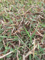 Wildgrass grow in soccer field