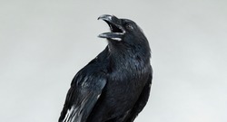 screaming black raven portrait