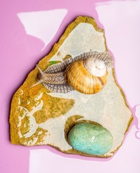 snails and stones on a purple background.beautiful snails close-up with a texture on the stones.spa and wellness concept.free space for inscriptions and texts