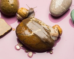 snails and stones on a purple background.beautiful snails close-up with a texture on the stones.spa and wellness concept.free space for inscriptions and texts