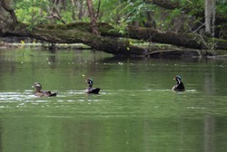 Wood Ducks on the Black River in Sampson County, North Carolina