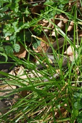 A grass snake slithers through the grass