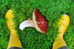Large mushroom on a background of green moss. Boletus in the forest. The cut mushroom lies between two yellow high rubber boots.