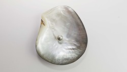 Grey pearl in a shell. A gray pearl in an open mother-of-pearl oyster. Background for jewelry. Pearls on a white background.