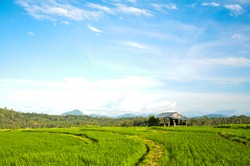 Cloudy blue sky in the afternoon above ricefield. The ricefield is blur taken in motion.