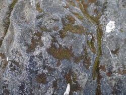 dusty and earthy stone texture that has been overgrown by moss and small grass