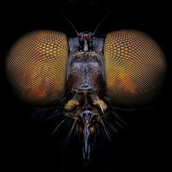 close up face robberfly from the darkness