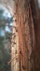 a line of ants moving eggs on a yogyakarta pine tree trunk