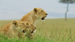 Three beautiful lionesses lurk in the Botswana desert in search of prey. Lionesses on the hunt