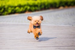 Toy Poodle playing in a park in city of China.