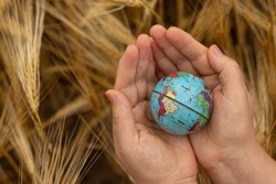 Human hands holding earth globe on top of a golden barley field. Top view. Selective focus. Spiritual earthly end time harvest, Christian biblical concept.