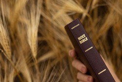 Human hand holds a closed Holy Bible Book with gold text on top of a ripe barley field in the summer harvest season. A closeup.