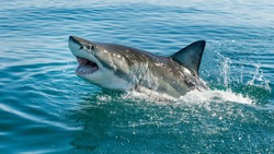 reat white shark, Carcharodon carcharias