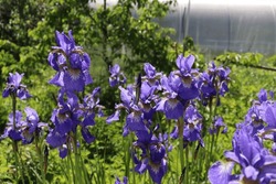 blue decorative flowers irises in the garden on a flower bed on a sunny summer day against the backdrop of a greenhouse and fruit trees in the village