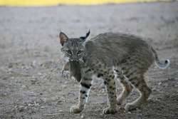 Wild bobcat catches rat and plays with the rat