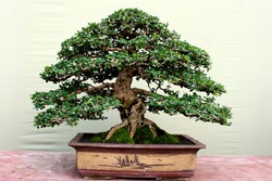 Bonsai the art of dwarfing a tree in a pot, made as beautiful and as close as possible to a large tree