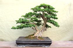 the art of bonsai, dwarfing a large tree into a small one and in a pot, is very artistic and looks like a real big tree.