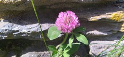 pinkish purple clover wildflower with bee on it, in front of stonewall