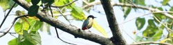 Pitta Elegans. Species of bird in the family Pittidae. The habitat of this bird is in humid tropical or subtropical forests in the lowlands. Beautiful bird. There are many in East Flores - Indonesia.