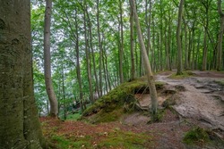 This hiking trail is located on the Baltic Sea island of Rügen in the Jasmund National Park near Sassnitz. The path always leads along the top of the chalk cliffs. Through the dense old beech forest.
