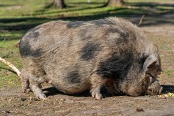 In the region of origin Vietnam, pot bellied pigs are kept as meat producing farm animals and are hardly used economically in Europe. One likes to see groups of these animals in zoos and animal parks