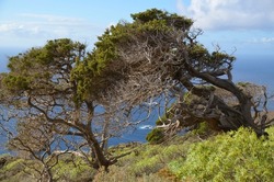 Beautiful view with gnarled Juniper trees shaped by the wind at El Sabinar, El Hierro,Canary Islands,Spain.Selective focus.