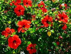 Red Hibiscus flowers (China rose, Chinese hibiscus,Hawaiian hibiscus) in tropical garden of Tenerife,Canary Islands,Spain.Floral background.Selective focus.