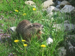 Groundhog in garden eating dandelions                         