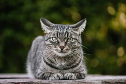 A domestic cat is laying on a old wooden table against a background of green plants. A non-pedigreed cat, circles in blurred background, looks at the camera. A pet in nature. The village, the park. 